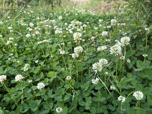 white clover