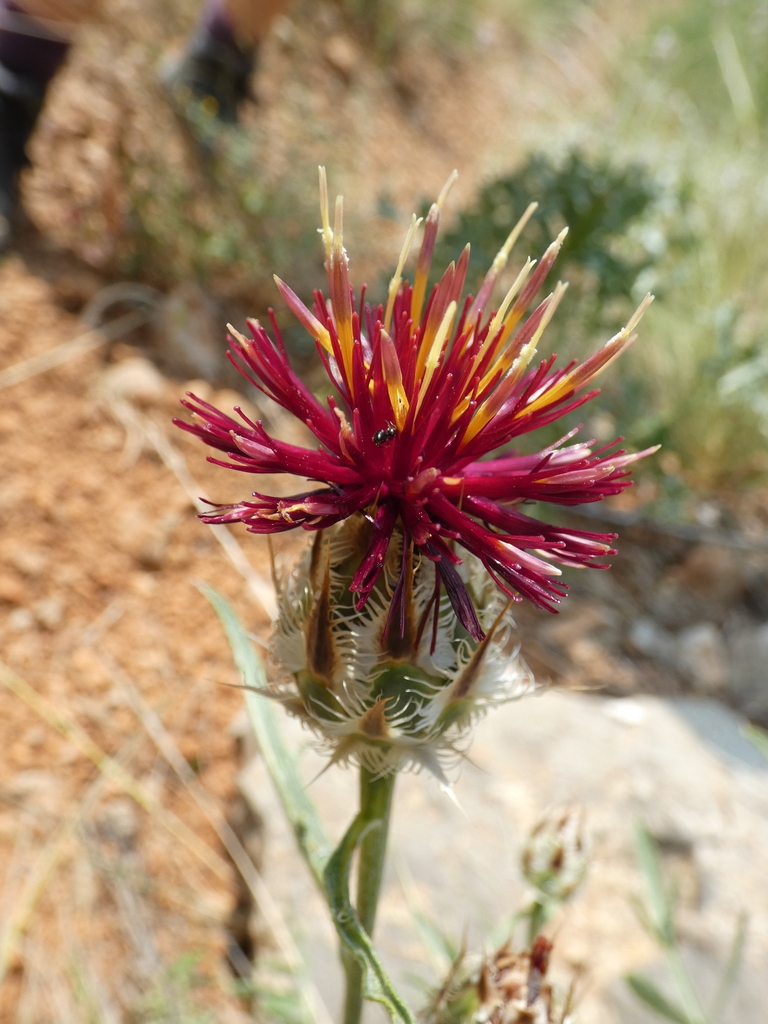 Centaurea daralagoezica