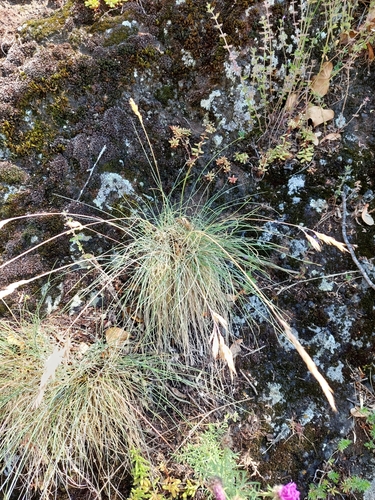 Festuca arvernensis, photograph 3