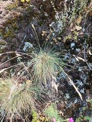 Festuca arvernensis, photograph (c) Guillaume Petit, some rights reserved (CC BY)
