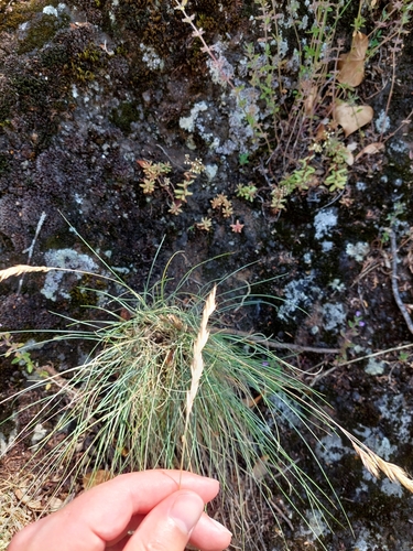 Festuca arvernensis, photograph 4