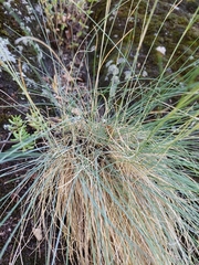 Festuca arvernensis, photograph (c) Guillaume Petit, some rights reserved (CC BY)