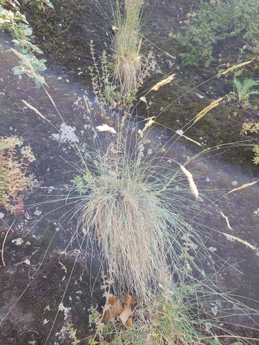 Festuca arvernensis, photograph 6