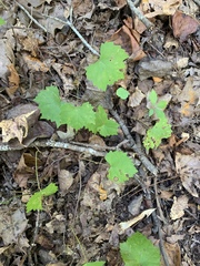 Vitis rotundifolia rotundifolia