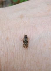 Melanoliarus placitus