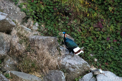 Sclater's Monal photo 2