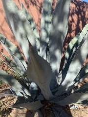 Agave