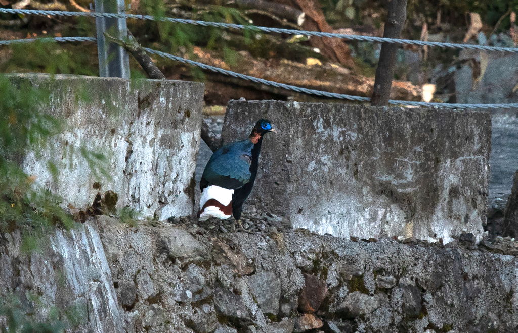 Sclater's Monal photo