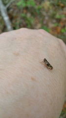 Melanoliarus placitus