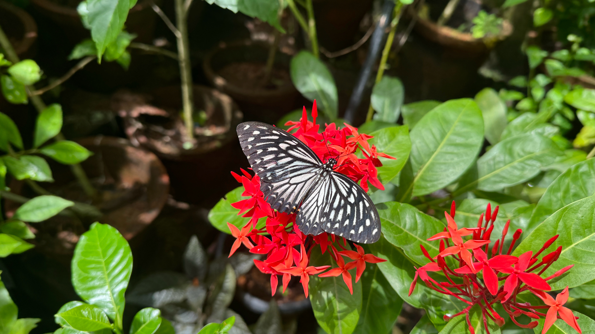 Common Mime