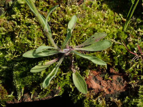 Karčioji Šiušelė nuotrauka