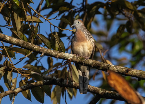 Zebra Dove, photo 6 of 8