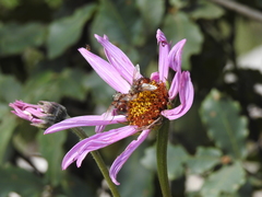 Iostephane heterophylla