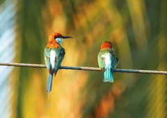Rufous-Crowned Bee-Eater photo 3