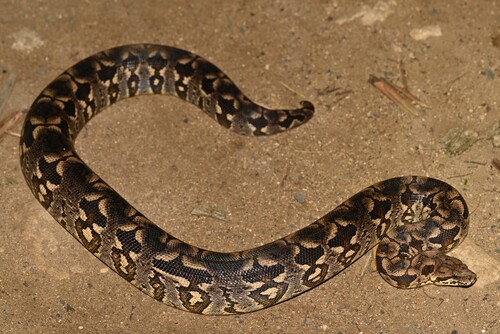 Dumeril's Boa