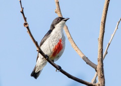Red-Keeled Flowerpecker photo 1