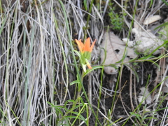 Castilleja durangensis