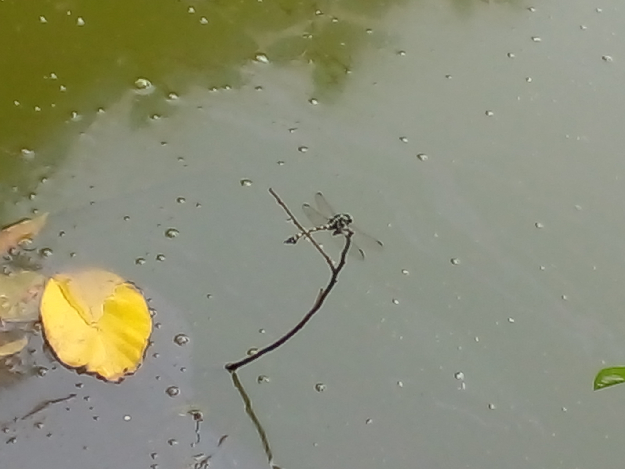 Indian Common Clubtail
