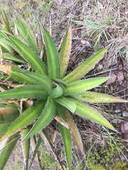 Agave convallis