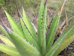 Agave convallis