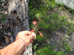 Penstemon plagapineus