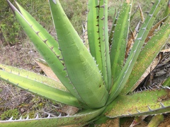 Agave convallis