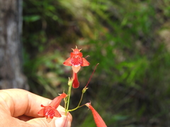 Penstemon plagapineus