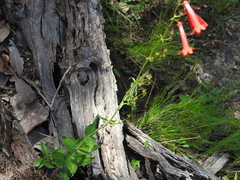 Penstemon plagapineus