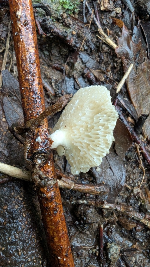 Neofavolus alveolaris · June 2025 · photo: © atsushi_nakajima_cirque (iNaturalist, cc-by)