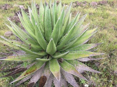 Agave convallis
