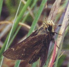 Hesperia metea licinus