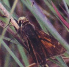 Hesperia metea licinus