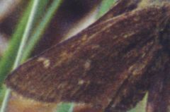 Hesperia metea licinus