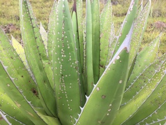 Agave convallis