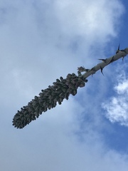 Agave nuusaviorum