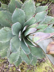 Agave nuusaviorum