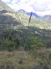 Agave nuusaviorum