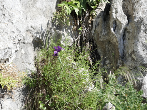 Iris filifolia, photograph 4