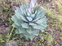 Agave nuusaviorum