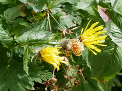 Crepis pyrenaica