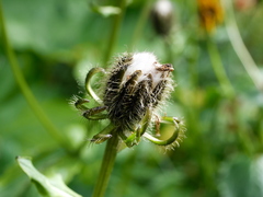 Crepis pyrenaica