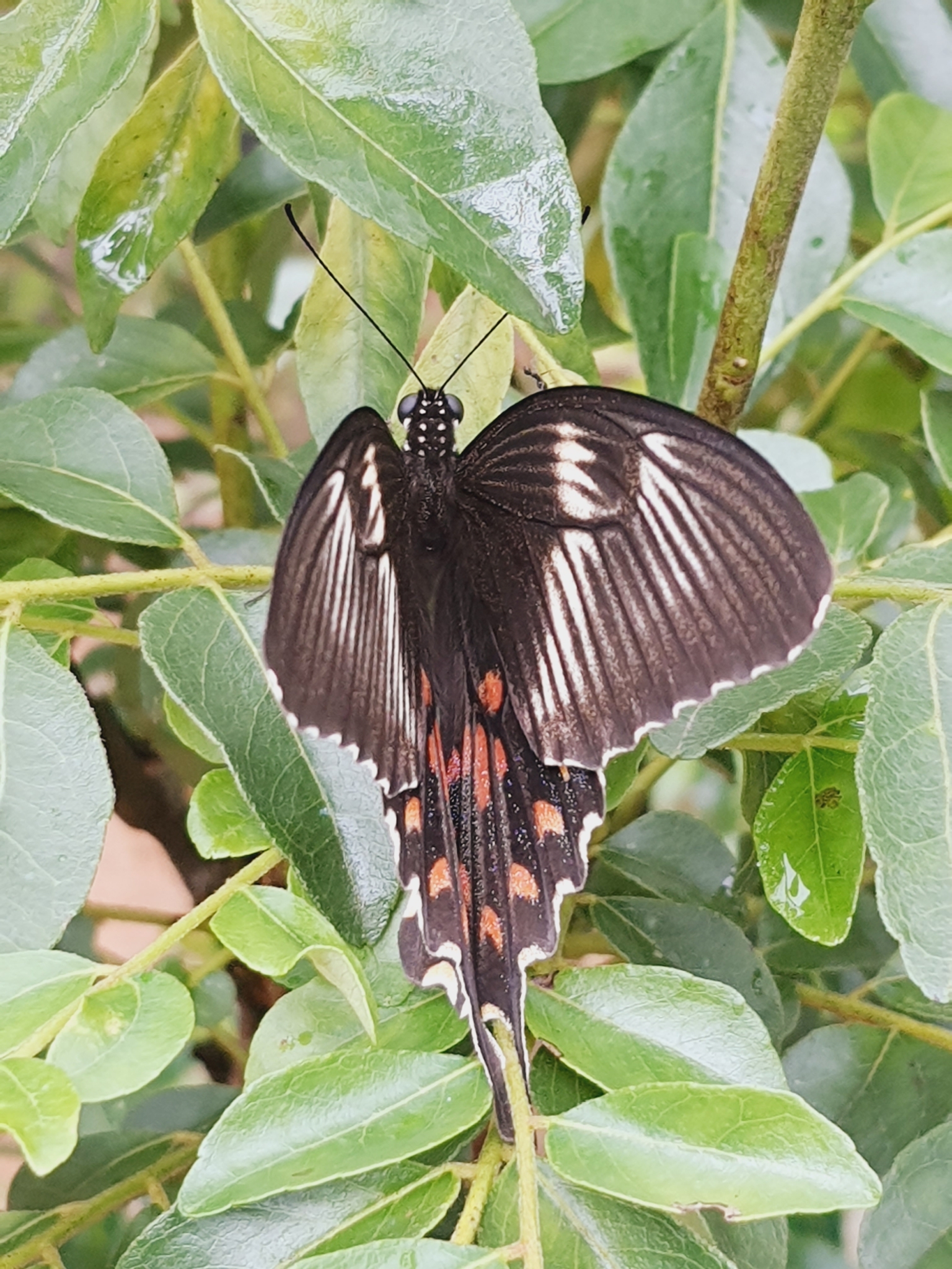 Common Mormon