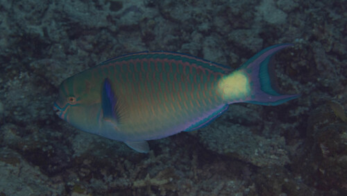 Sier-papegaaivis (Scarus festivus) — Scaridae — 5