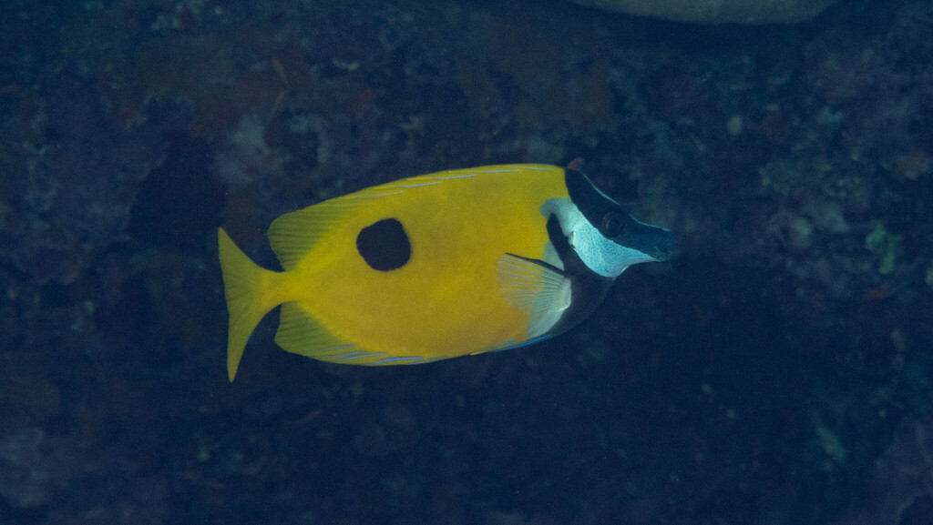 Onespot foxface (Siganus unimaculatus) — Siganidae