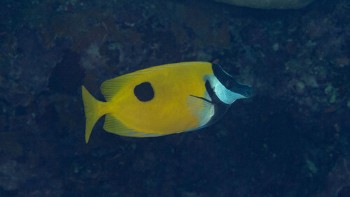 Onespot foxface (Siganus unimaculatus) — Siganidae