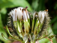 Crepis pyrenaica