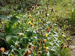 Crepis pyrenaica