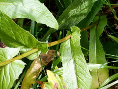 Crepis pyrenaica