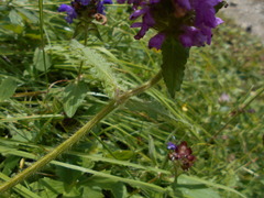 Betonica hirsuta