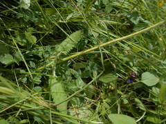 Betonica hirsuta